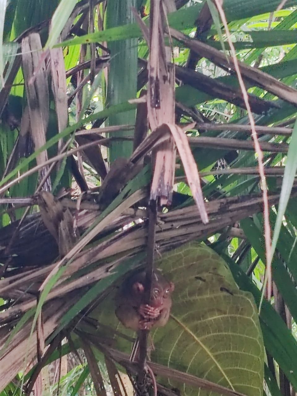 Tarsier hidden in leaves